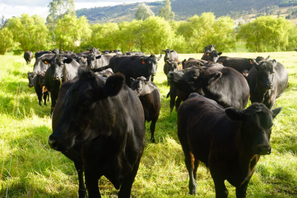Black Angus